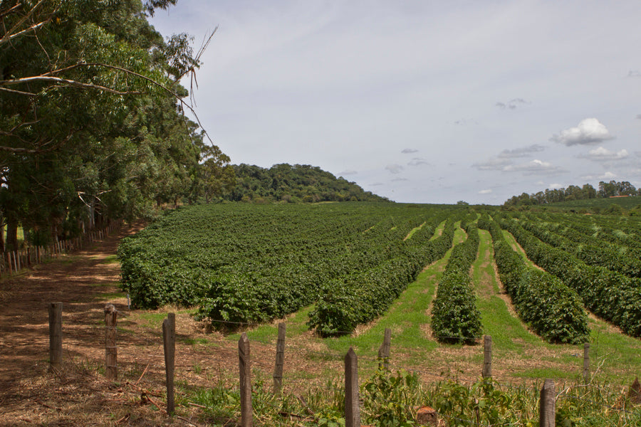 Rangée de caféiers longeant une clôture à la Fazenda Aliança, Mogiana, Brésil