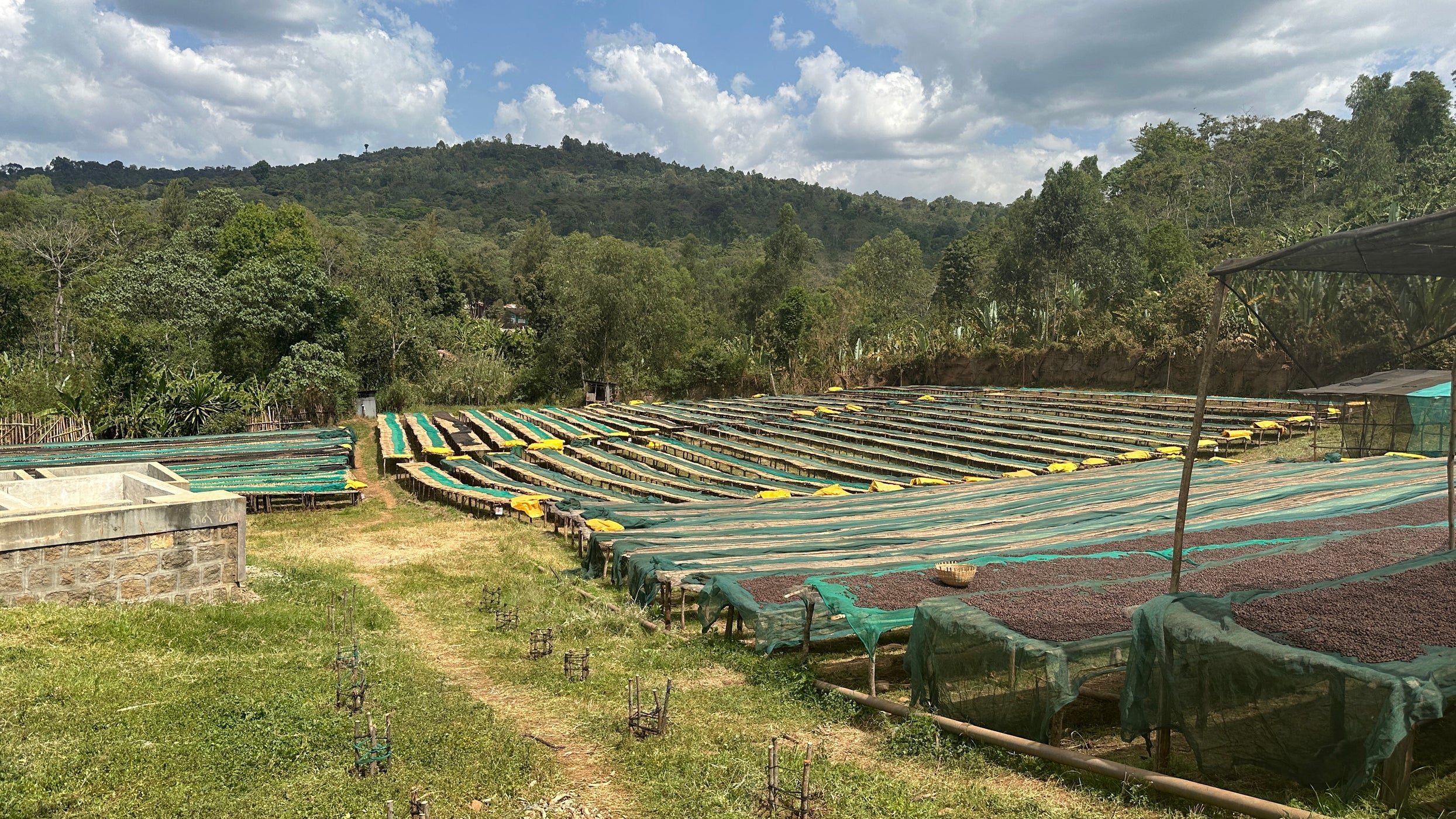 Vue d'ensemble des lits de séchage de la station Beloya, Éthiopie