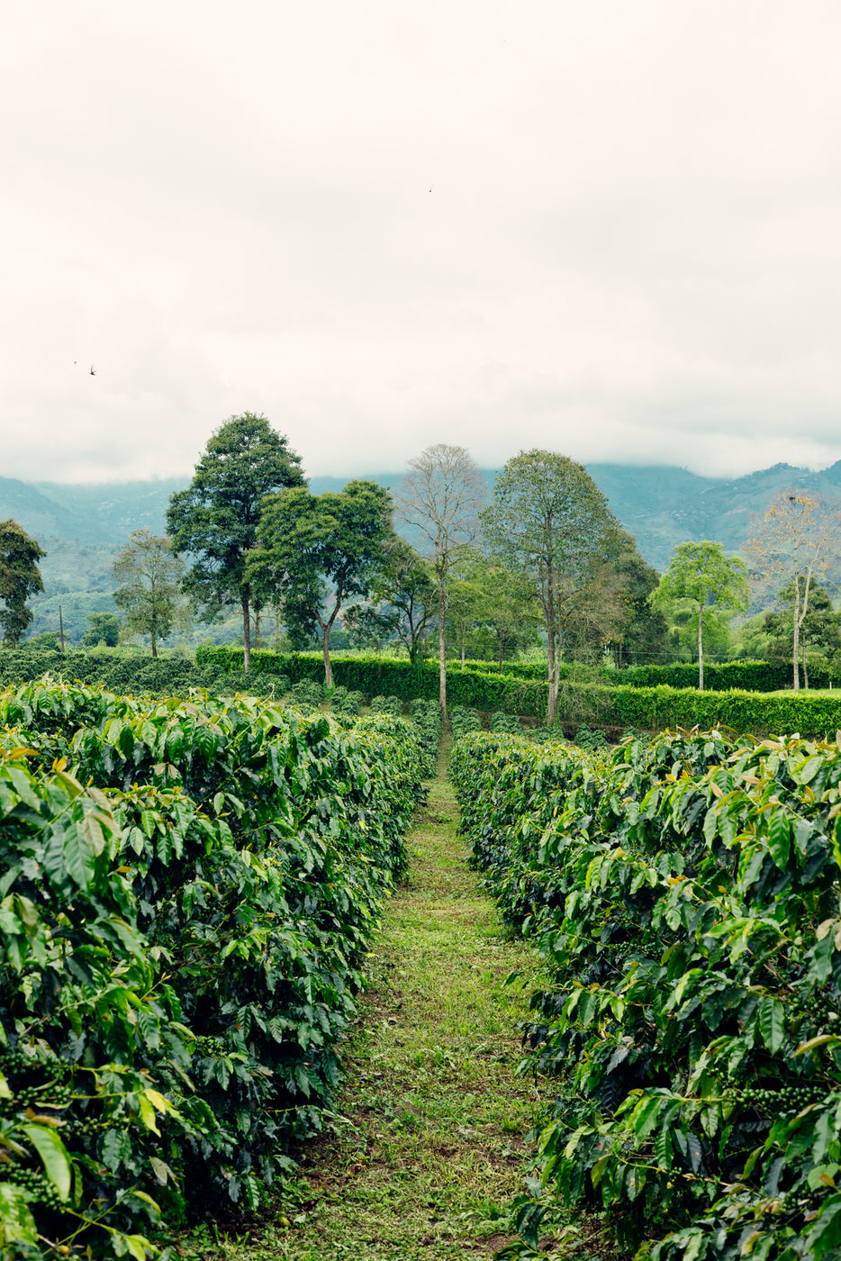 Parcelles de caféiers du Quindío, Armenia, Colombie