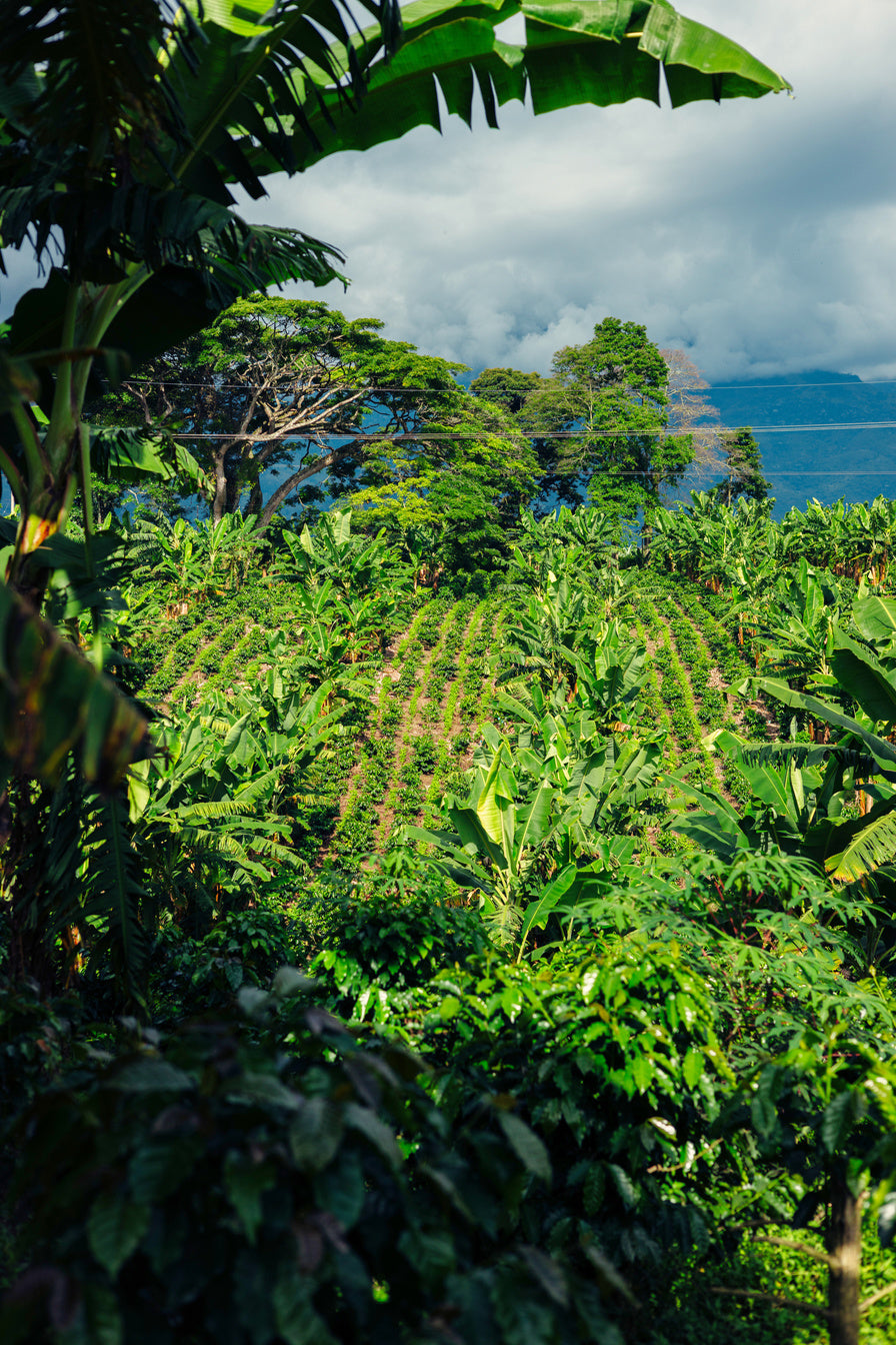 Deux producteurs du groupe El Eden dans les caféiers, Quindío, Colombie