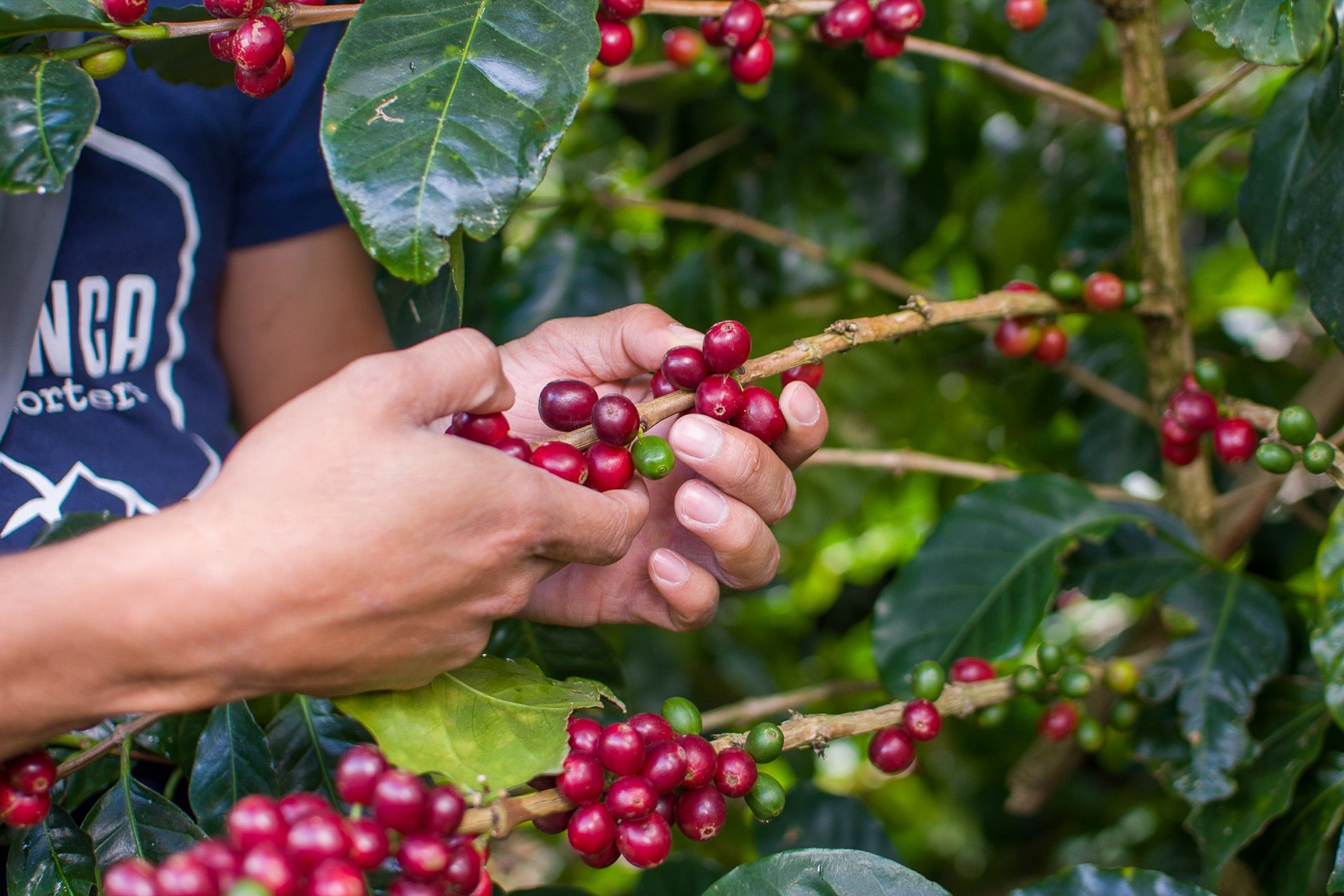 Cueillette à la main des cerises mûres, finca La Esmeralda, Honduras