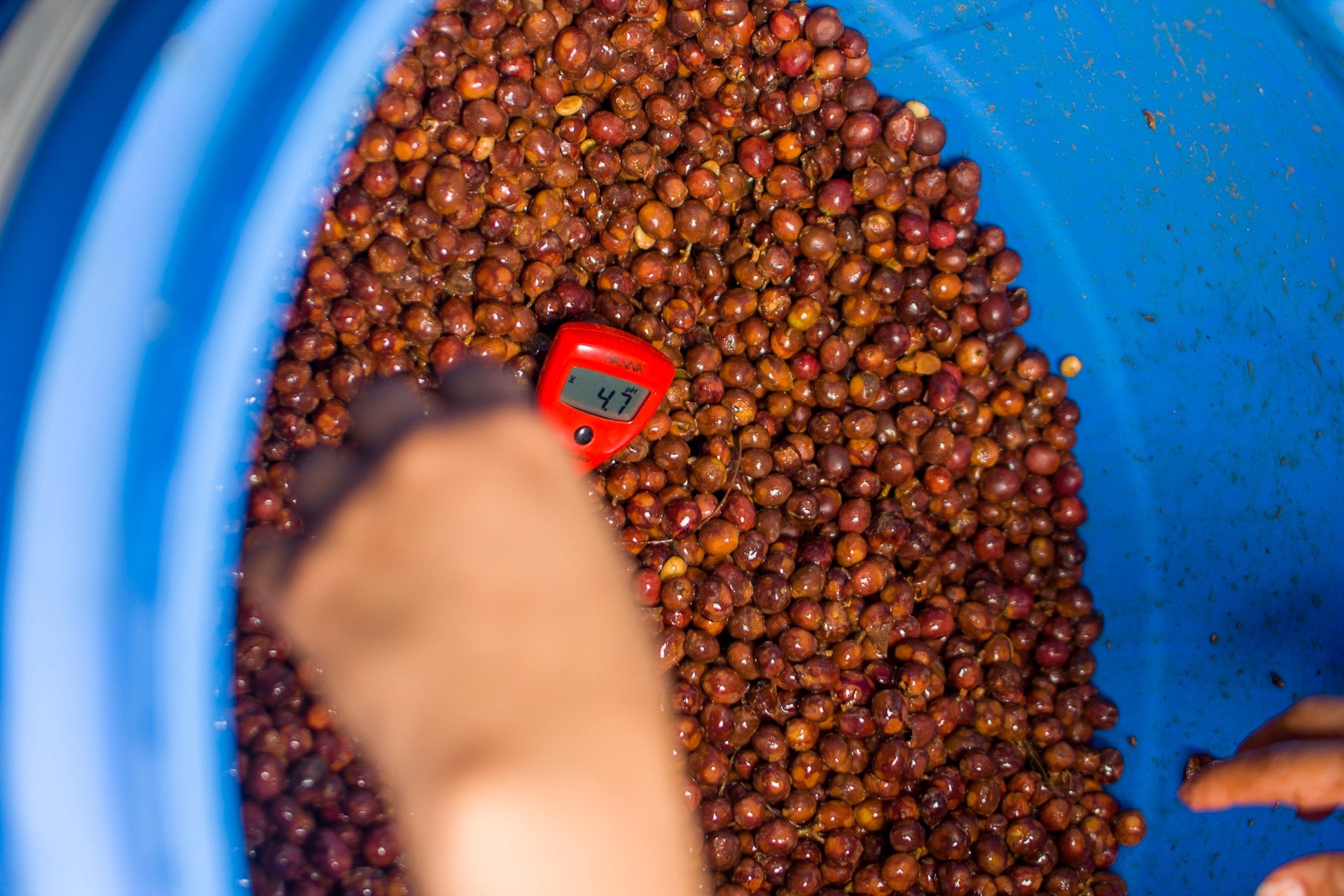 Mesure relevée sur le bac de fermentation, finca La Esmeralda, Honduras