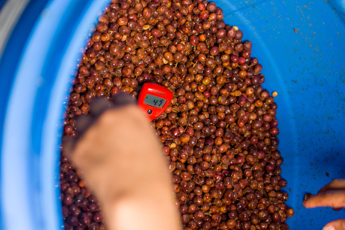 Mesure relevée sur le bac de fermentation, finca La Esmeralda, Honduras