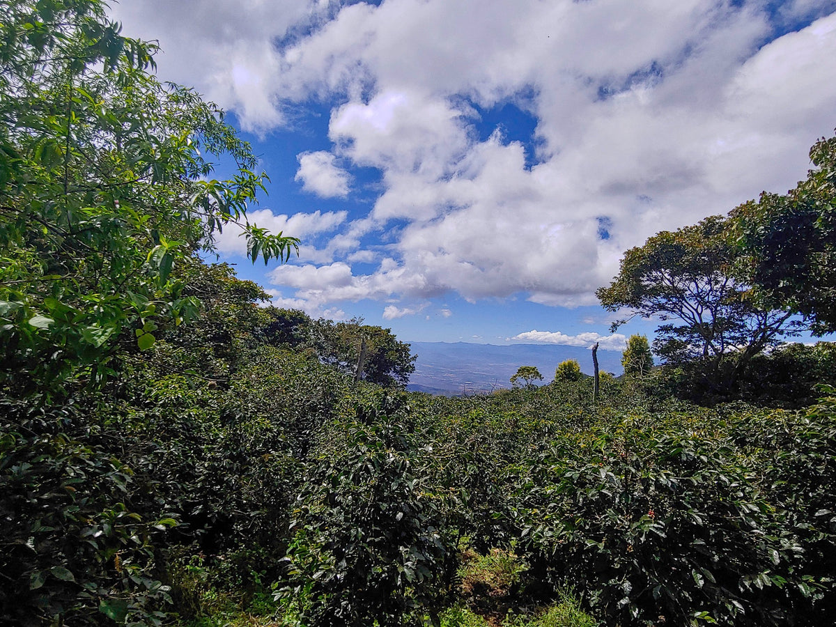 Vue depuis la parcelle de la finca La Esmeralda sur la zone de Sampedrana, Honduras