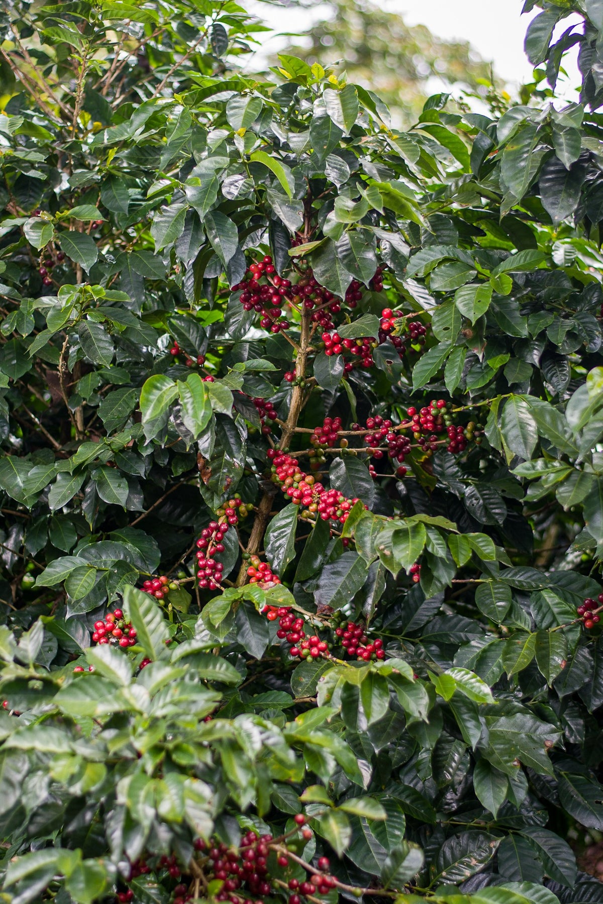 Cerises mûres sur les branches, finca La Esmeralda, Honduras