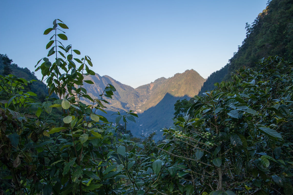 Vallée de Huehuetenango au lever du jour, finca Las Camelias, Guatemala