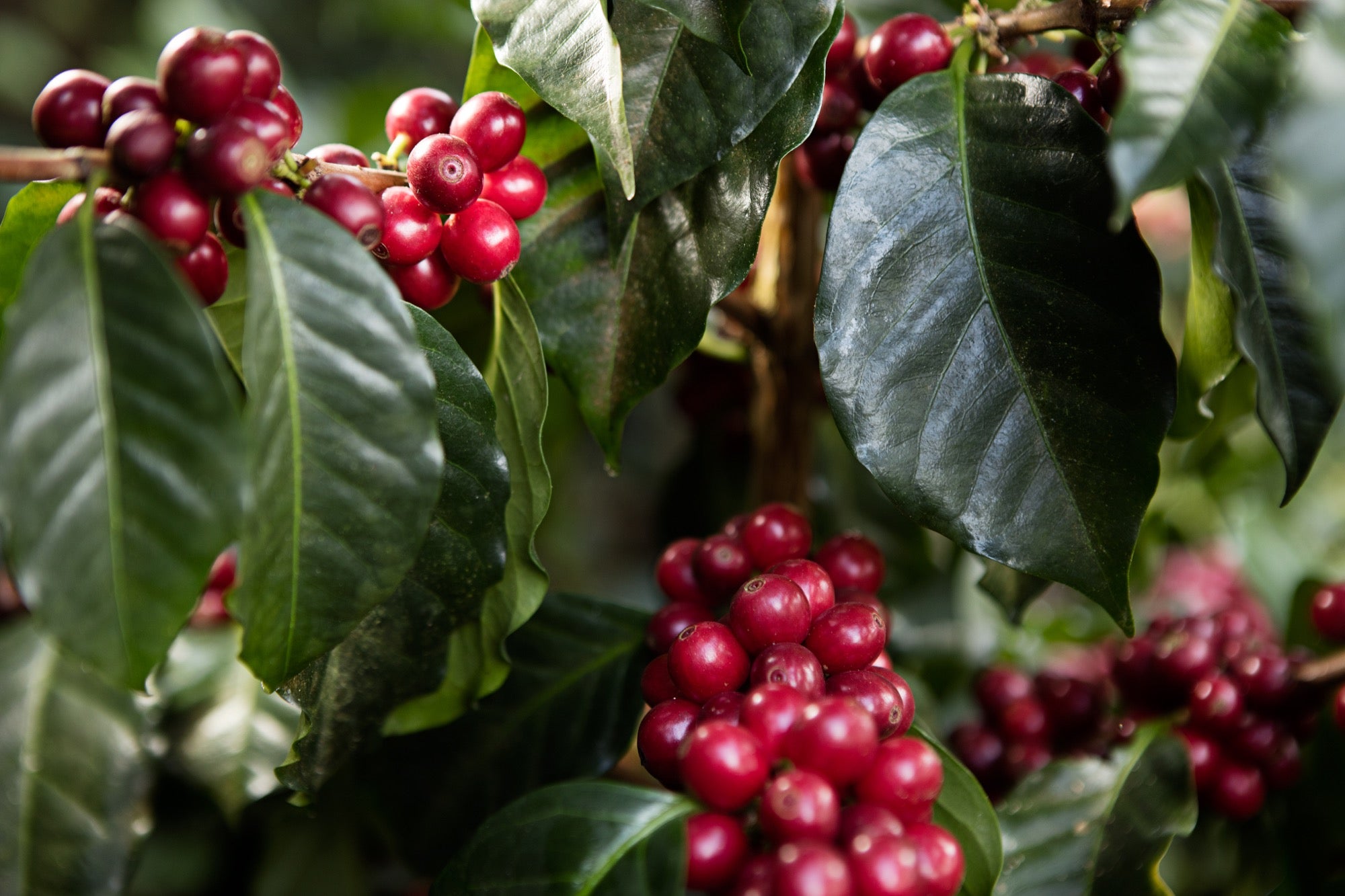 Cerises mûres sur le caféier, finca Las Camelias, Guatemala