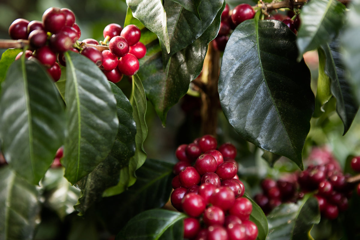Cerises mûres sur le caféier, finca Las Camelias, Guatemala