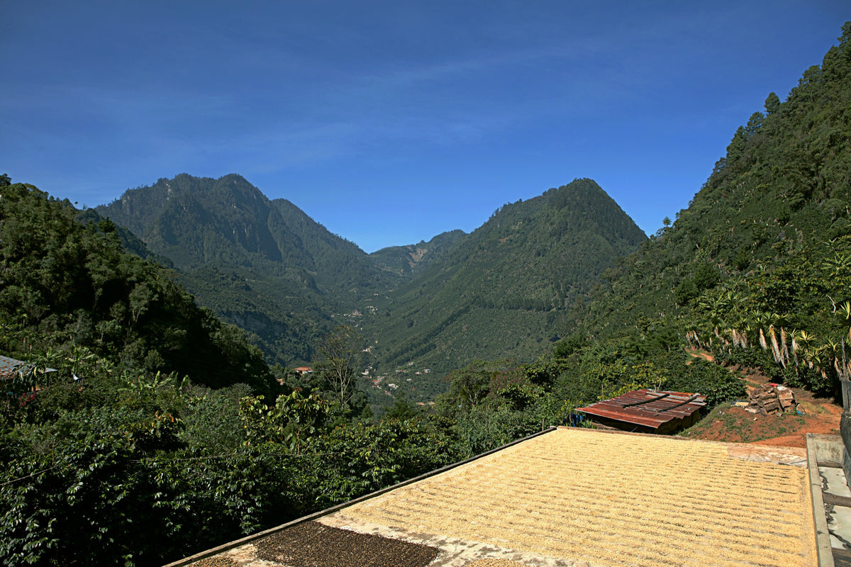 Patio de séchage de la finca Las Camelias face aux montagnes, Guatemala
